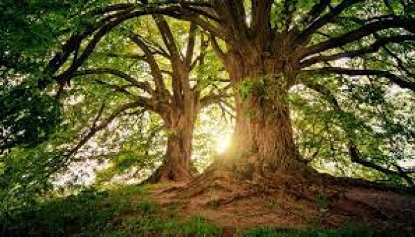 Qual o significado da árvore do bem e do mal citada em Gênesis?